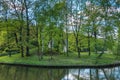 Trees in forest.. Green spring forest Royalty Free Stock Photo