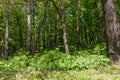 Trees in forest.. Green spring forest Royalty Free Stock Photo