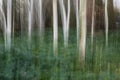 Trees in the forest, ICM, intentional camera movement