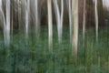 Trees in the forest, ICM, intentional camera movement
