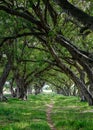 Trees in forest on Mauritius Island