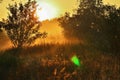 Trees in the forest on a meadow, sun flood meadow, dawn