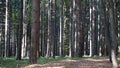 Beautiful forest with natural light Royalty Free Stock Photo