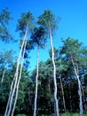 Trees forest pines blue shy nature