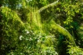 Trees in forest with roots of the monkey forest, Ubud, Bali, Indonesia Royalty Free Stock Photo