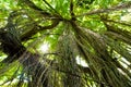 Trees in forest with roots of the monkey forest, Ubud, Bali, Indonesia Royalty Free Stock Photo