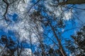 Forest seen upwards