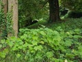 Trees in a forest Royalty Free Stock Photo