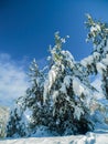 Trees, forest and snow with winter frost in environment or Canada vacation for ski trip, cold weather or Christmas Royalty Free Stock Photo