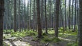 Trees in the Forest in south Poland.