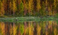 Trees in the forest stand on the edge of a forest lake with a clouding reflection and color.