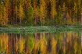 Trees in the forest stand on the edge of a forest lake with a clouding reflection and color.