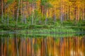 Trees in the forest stand on the edge of a forest lake with a clouding reflection and color.