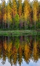 Trees in the forest stand on the edge of a forest lake with a clouding reflection and color.