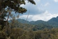 The trees in the forest Royalty Free Stock Photo