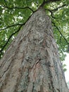 Trees in the forest