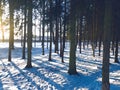 Trees in the forest