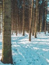 Trees in the forest