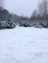 Trees in the forest under the snow winter. Natural beautiful background with frosted trees in winter Royalty Free Stock Photo