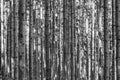 Trees in the forest in vertical structure