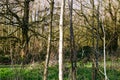 Group of Trees In a Forest Wide View Royalty Free Stock Photo