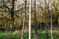 Group of Trees In a Forest Wide View