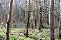 Group of Trees In a Forest Wide View Royalty Free Stock Photo
