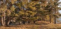 Hiking trail surrounded by tall coniferous trees on a mountain ridge