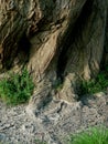 Trees forming intersting abstract shape(s). Royalty Free Stock Photo