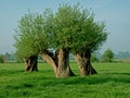 Trees forming intersting abstract shape(s). Royalty Free Stock Photo