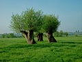 Trees forming intersting abstract shape(s). Royalty Free Stock Photo