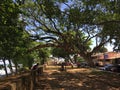 Trees at Fort Galle