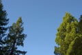 Trees, framing sky