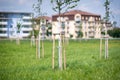 Trees freshly planted in the green urban area near the blocks of flats