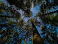 Trees from frog view look up at sky