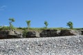 Trees at the frontline of cliffs by a coast with pebbles