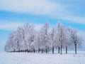 Trees with frost on branches