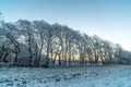 Trees on a frosty morning Royalty Free Stock Photo
