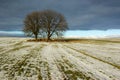 Trees in frozen field Royalty Free Stock Photo