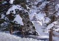 Trees at the frozen lake bank in the sbow season Royalty Free Stock Photo