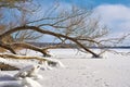 Trees on the frozen lake Barleber See in winter Royalty Free Stock Photo