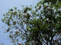 Trees full of beautiful Spot-billed pelicans or grey pelicans resting