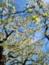 The trees are full of cherry blossoms