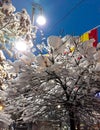 Arad city, Arad county - Romania - Trees full of snow and the flag of Romania Royalty Free Stock Photo