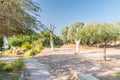 Trees in Gan Binyamin Central Park in Eilat, Israel Royalty Free Stock Photo