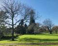 Trees of Garden in Auckland Domain at early morning. Royalty Free Stock Photo