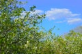 Trees garden in bloom under the blue spring sky