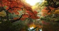 Trees, garden and lake in landscape and environment, Japanese park with red and green foliage or leaves. Plants, forest Royalty Free Stock Photo