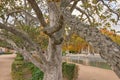 Trees in the garden of the Parterre in autumn