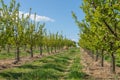 Trees in garden in rows. Agriculture concept